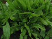 Taiwan Sword Leaf, lettuce SEEEDS. ASIAN VEGETABLE - Caribbean garden seed