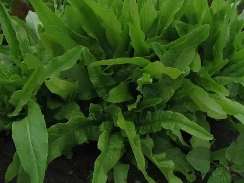 Taiwan Sword Leaf, lettuce SEEEDS. ASIAN VEGETABLE - Caribbean garden seed