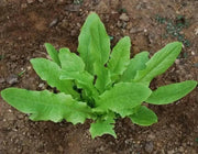 Taiwan Sword Leaf, lettuce SEEEDS. ASIAN VEGETABLE - Caribbean garden seed