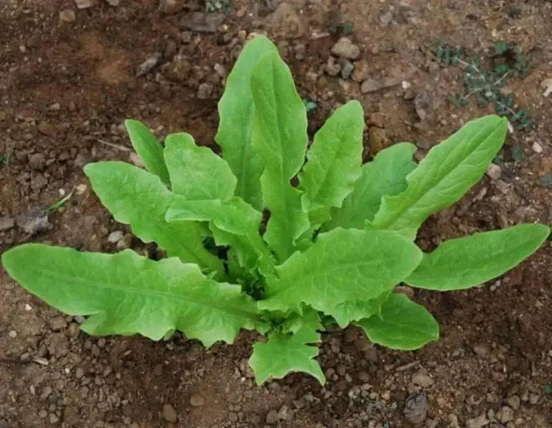 Taiwan Sword Leaf, lettuce SEEEDS. ASIAN VEGETABLE - Caribbean garden seed