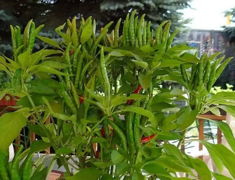 TAKANOTSUME Chili Pepper Seeds - Capsicum annuum -  Asian Vegetable - Caribbean garden seed