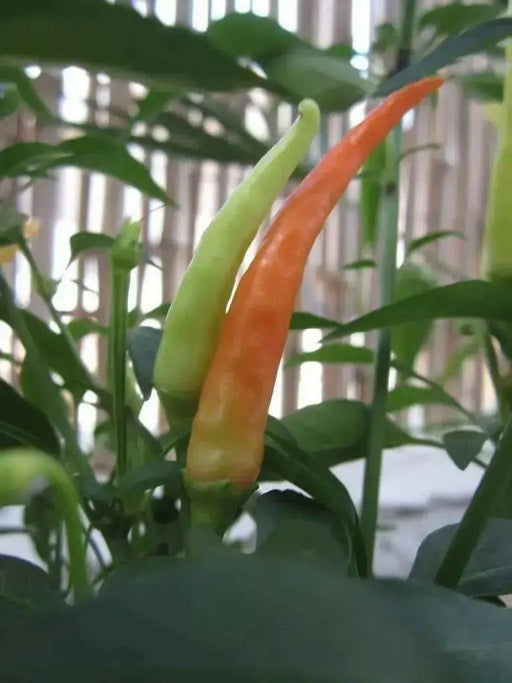 TAKANOTSUME Chili Pepper Seeds - Capsicum annuum -  Asian Vegetable - Caribbean garden seed