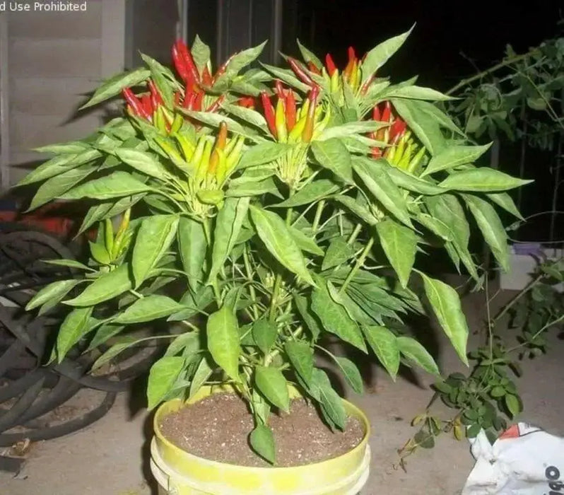 TAKANOTSUME Chili Pepper Seeds - Capsicum annuum -  Asian Vegetable - Caribbean garden seed