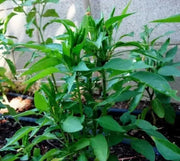 TAKANOTSUME Chili Pepper Seeds - Capsicum annuum -  Asian Vegetable - Caribbean garden seed