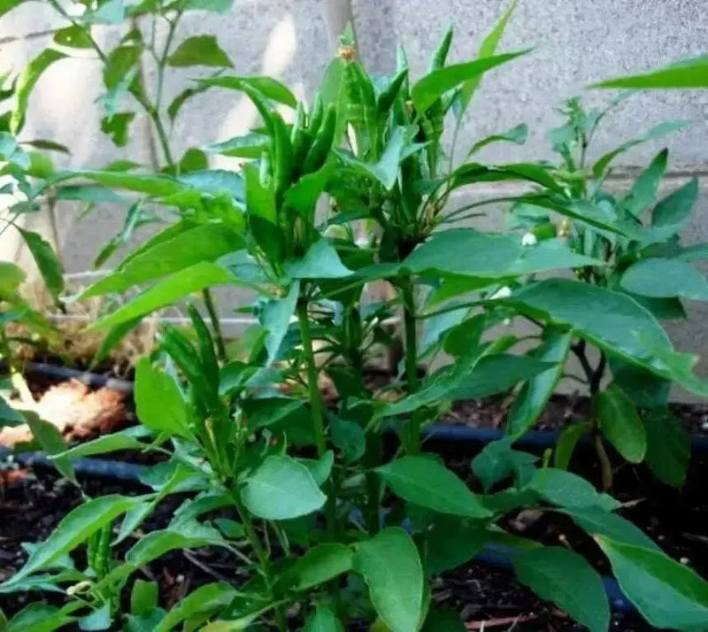 TAKANOTSUME Chili Pepper Seeds - Capsicum annuum -  Asian Vegetable - Caribbean garden seed