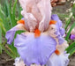 Tall Bearded Iris (Iris 'French Cancan')|  Perennial Bareroot Plant - Caribbean garden seed