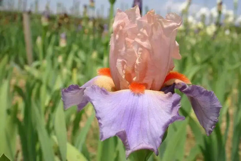 Tall Bearded Iris (Iris 'French Cancan')|  Perennial Bareroot Plant - Caribbean garden seed