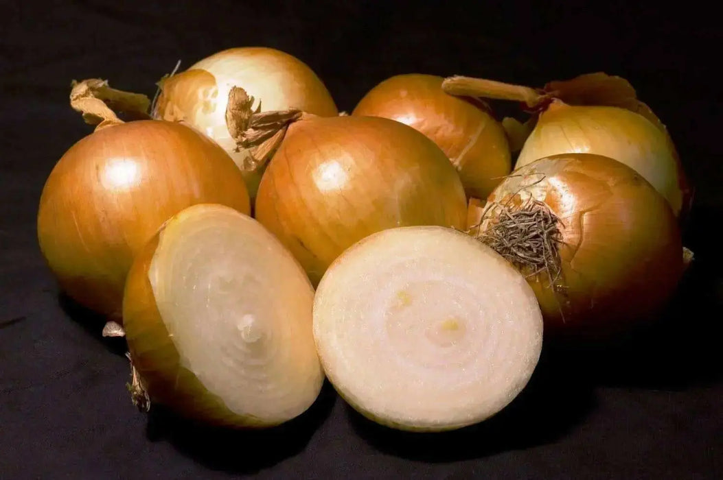 Sweet Yellow Spanish  Onions Seeds,(LONG DAY) annual VEGETABLE - Caribbean garden seed