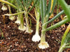 Sweet Yellow Spanish  Onions Seeds,(LONG DAY) annual VEGETABLE - Caribbean garden seed