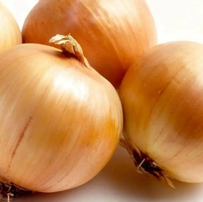 Sweet Yellow Spanish  Onions Seeds,(LONG DAY) annual VEGETABLE - Caribbean garden seed