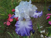 Tall Bearded Iris (Iris 'Heartstring Strummer')|  Perennial Bareroot Plant - Caribbean garden seed