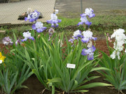 Tall Bearded Iris (Iris 'Heartstring Strummer')|  Perennial Bareroot Plant - Caribbean garden seed