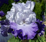 Tall Bearded Iris (Iris 'Heartstring Strummer')|  Perennial Bareroot Plant - Caribbean garden seed