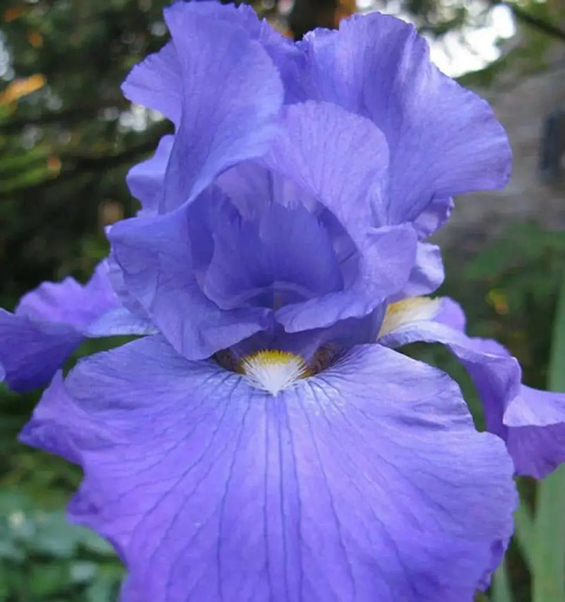 Tall Bearded Iris (Iris FEED BACK')|  Perennial Bareroot Plant - Caribbean garden seed