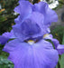 Tall Bearded Iris (Iris FEED BACK')|  Perennial Bareroot Plant - Caribbean garden seed