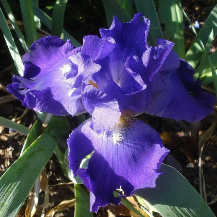 Tall Bearded Iris (Iris FEED BACK')|  Perennial Bareroot Plant - Caribbean garden seed