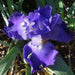 Tall Bearded Iris (Iris FEED BACK')|  Perennial Bareroot Plant - Caribbean garden seed