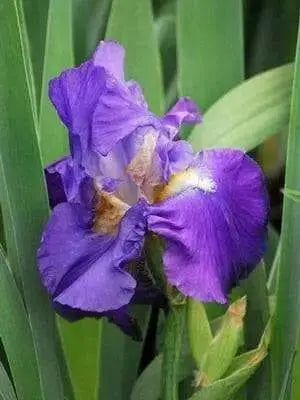 Tall Bearded Iris (Iris FEED BACK')|  Perennial Bareroot Plant - Caribbean garden seed
