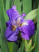 Tall Bearded Iris (Iris FEED BACK')|  Perennial Bareroot Plant - Caribbean garden seed