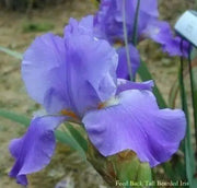Tall Bearded Iris (Iris FEED BACK')|  Perennial Bareroot Plant - Caribbean garden seed