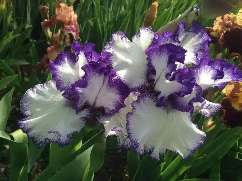 Tall Bearded Iris ,freedom song, Perennial Plant Rhizome - Caribbean garden seed