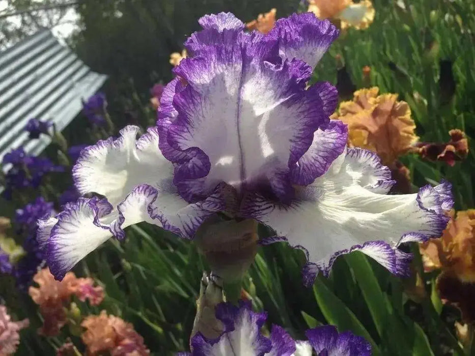 Tall Bearded Iris ,freedom song, Perennial Plant Rhizome - Caribbean garden seed