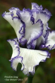Tall Bearded Iris ,freedom song, Perennial Plant Rhizome - Caribbean garden seed