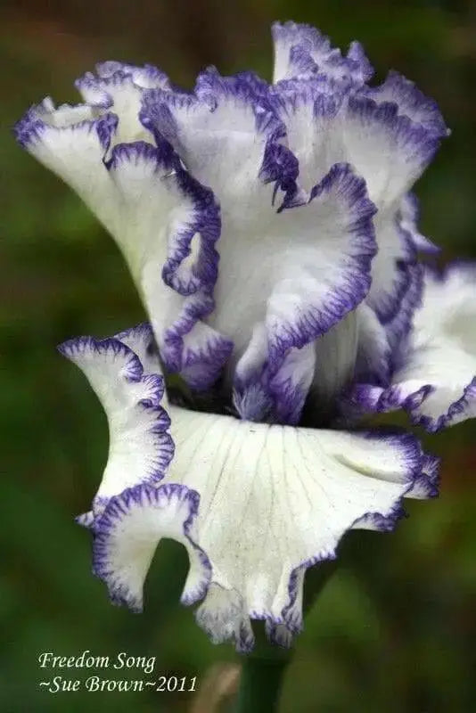 Tall Bearded Iris ,freedom song, Perennial Plant Rhizome - Caribbean garden seed