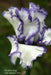 Tall Bearded Iris ,freedom song, Perennial Plant Rhizome - Caribbean garden seed