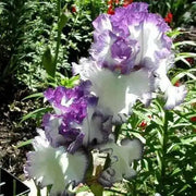Tall Bearded Iris ,freedom song, Perennial Plant Rhizome - Caribbean garden seed