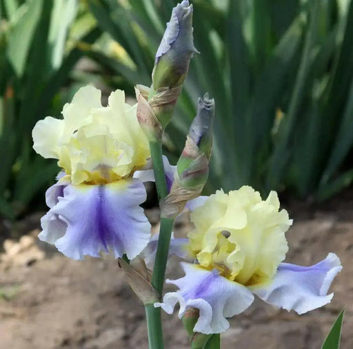 Tall Bearded Iris, Easter Candy,  iris Germanica - Caribbean garden seed