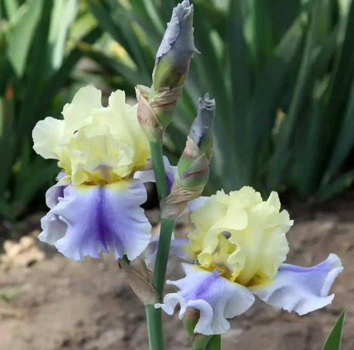 Tall Bearded Iris, Easter Candy,  iris Germanica - Caribbean garden seed