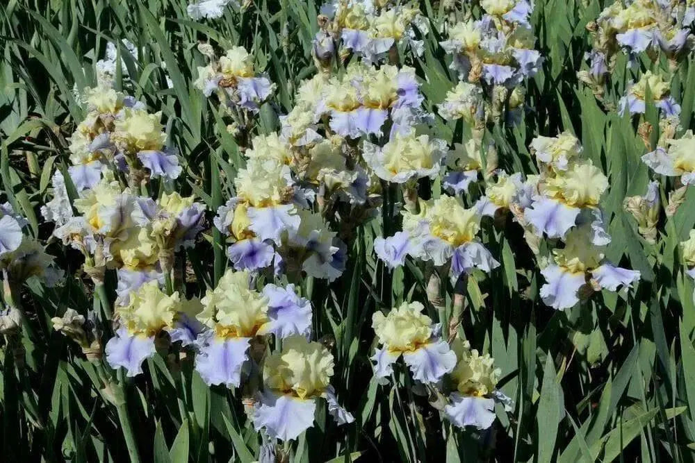 Tall Bearded Iris, Easter Candy,  iris Germanica - Caribbean garden seed