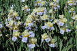 Tall Bearded Iris, Easter Candy,  iris Germanica - Caribbean garden seed