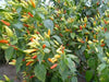 Tabasco Pepper SEEDS (Capsicum frutescens) - Caribbean garden seed
