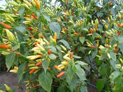 Tabasco Pepper SEEDS (Capsicum frutescens) - Caribbean garden seed