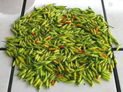 Tabasco Pepper SEEDS (Capsicum frutescens) - Caribbean garden seed