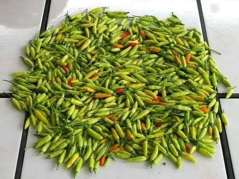 Tabasco Pepper SEEDS (Capsicum frutescens) - Caribbean garden seed