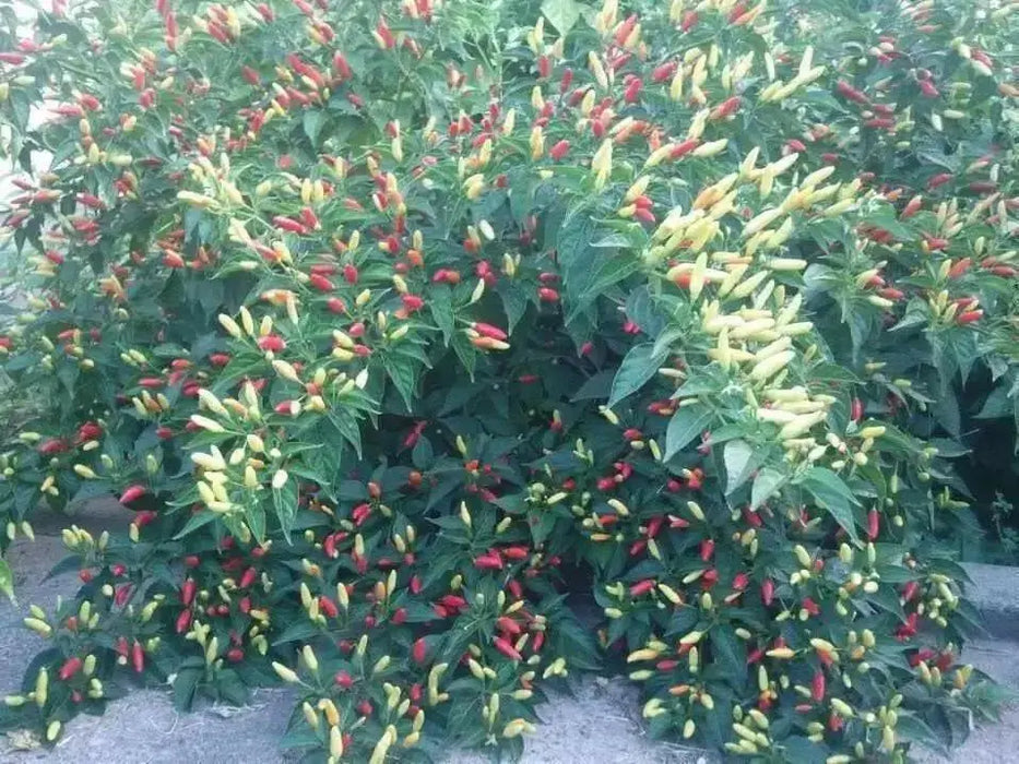 Tabasco Pepper SEEDS (Capsicum frutescens) - Caribbean garden seed