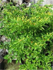 Tabasco Pepper SEEDS (Capsicum frutescens) - Caribbean garden seed