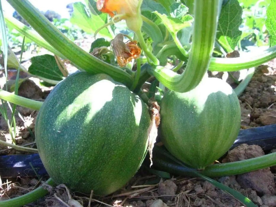 Table Queen ,Winter Squash Seeds - Caribbean garden seed