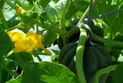Table Queen ,Winter Squash Seeds - Caribbean garden seed