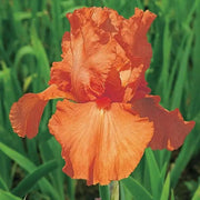 Tall Bearded Iris BAREROOT Plants,Orange Harvest,  Perennial - Caribbean garden seed