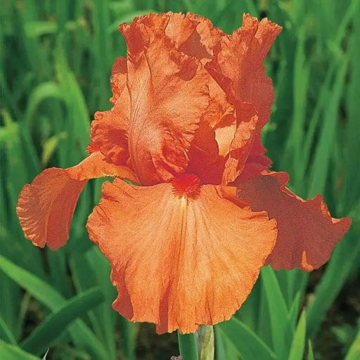 Tall Bearded Iris BAREROOT Plants,Orange Harvest,  Perennial - Caribbean garden seed