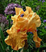 Tall Bearded Iris BAREROOT Plants,Orange Harvest,  Perennial - Caribbean garden seed