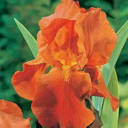 Tall Bearded Iris BAREROOT Plants,Orange Harvest,  Perennial - Caribbean garden seed