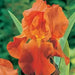 Tall Bearded Iris BAREROOT Plants,Orange Harvest,  Perennial - Caribbean garden seed