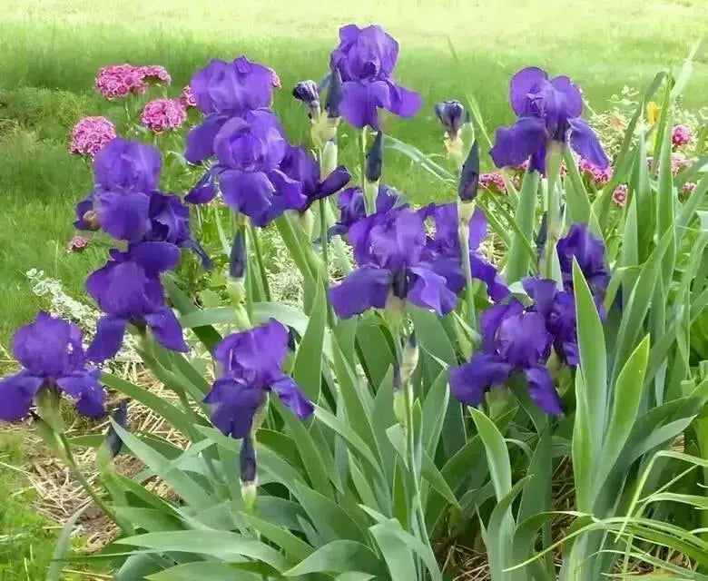 Tall blue Bearded Iris , Perennial Plant Rhizome - Caribbean garden seed
