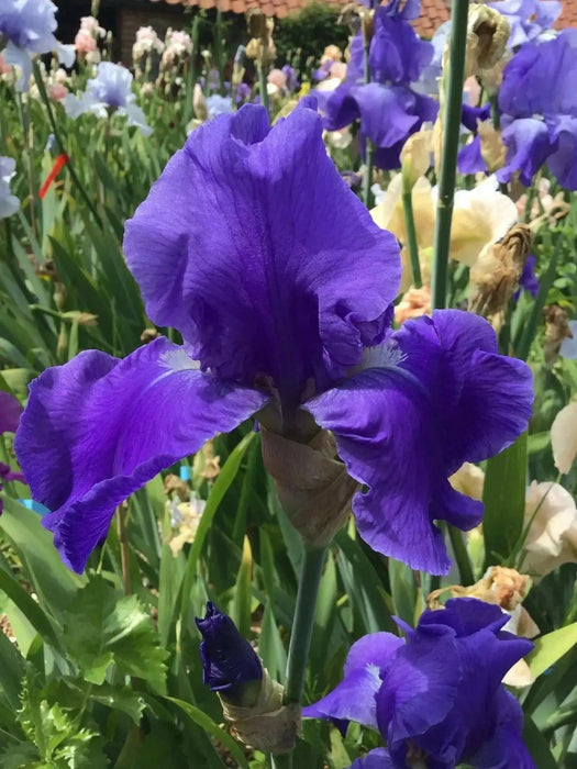 Tall blue Bearded Iris , Perennial Plant Rhizome - Caribbean garden seed