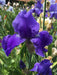 Tall blue Bearded Iris , Perennial Plant Rhizome - Caribbean garden seed